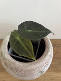 Alocasia Pink Dragon #2