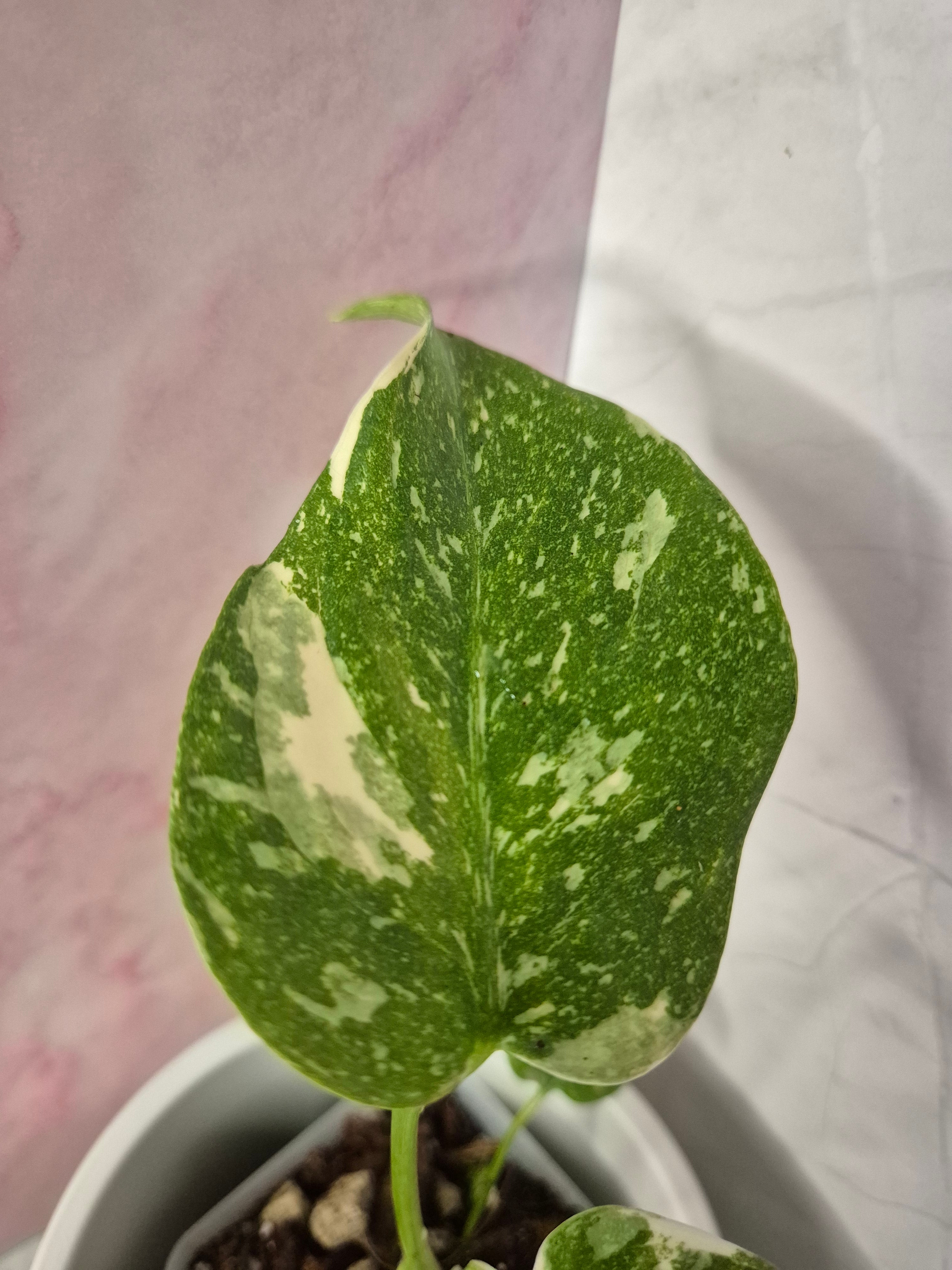 Monstera Thai Constellation #2