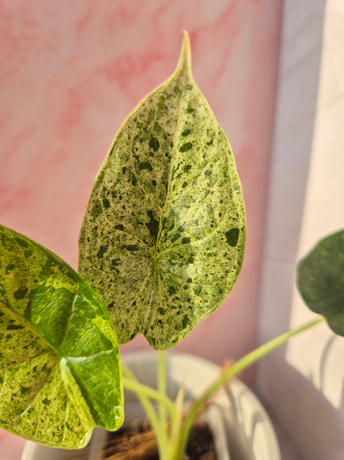 Alocasia Dragon Scale mint #2