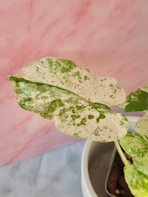 Alocasia Macrorrhiza splash #11