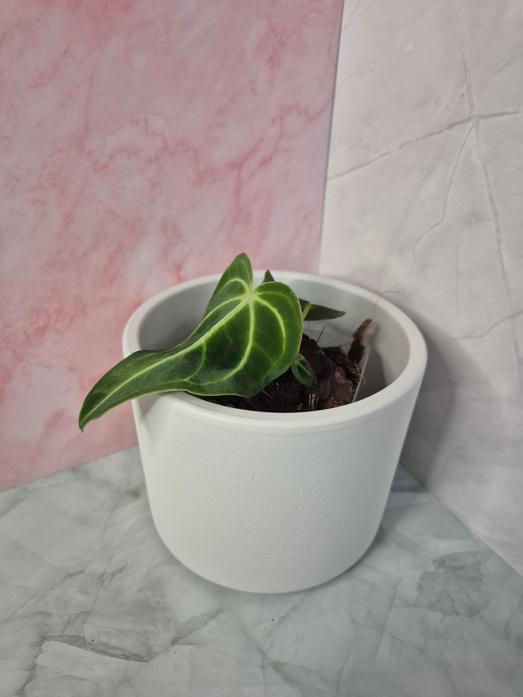 Anthurium Regale #6