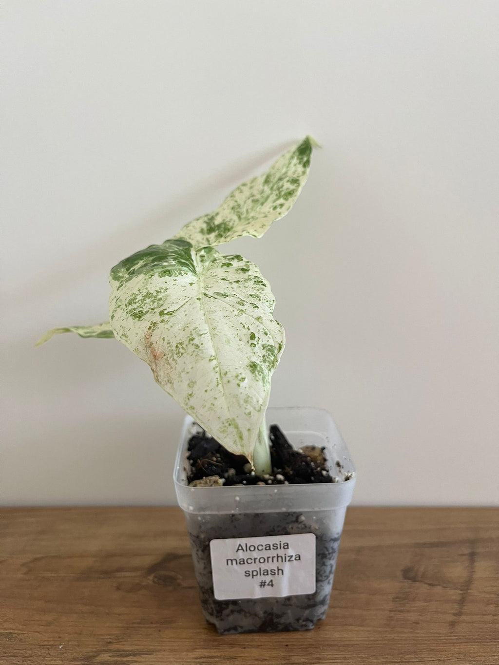 Alocasia Macrorrhiza splash #4