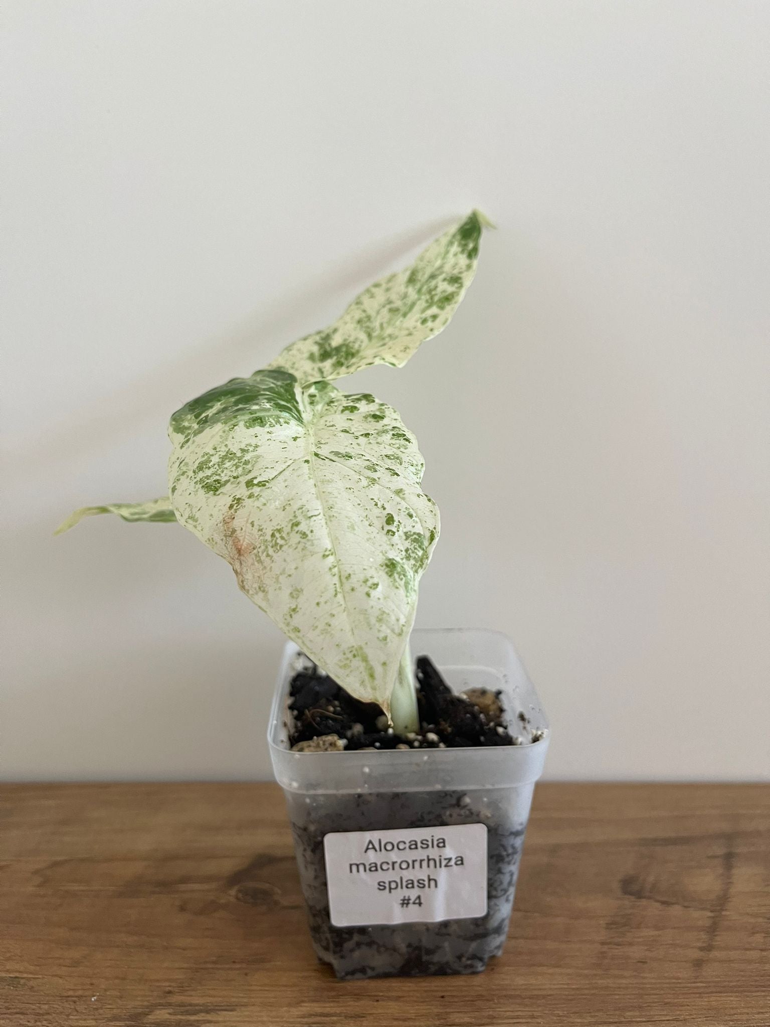 Alocasia Macrorrhiza splash #4