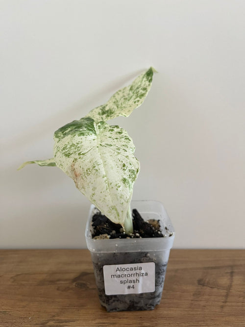 Alocasia Macrorrhiza splash #4