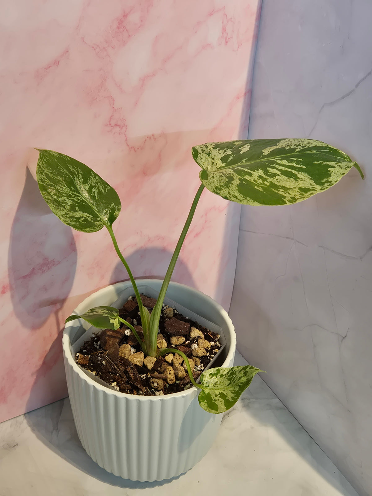 Monstera Deliciosa Bulbasaur #3