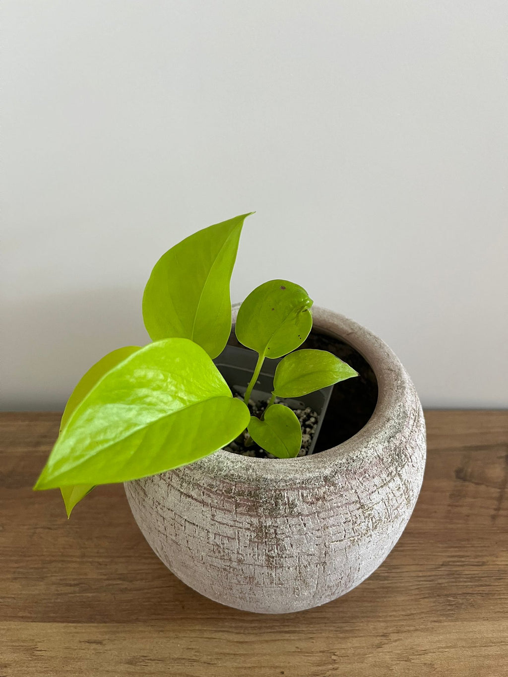 Epipremnum aureum Neon #3