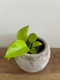 Epipremnum aureum Neon #3