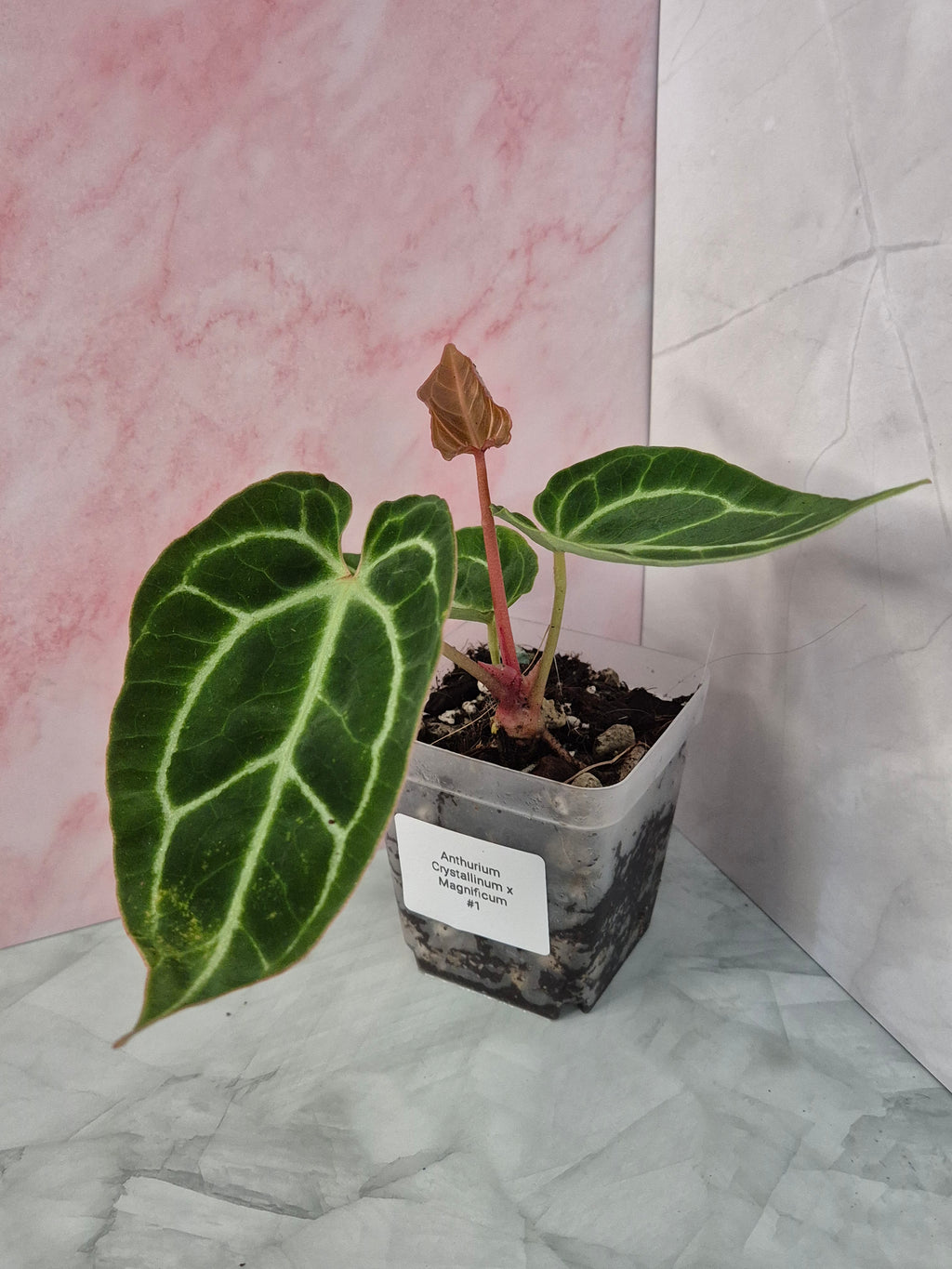 Anthurium Crystallinum x Magnificum #1