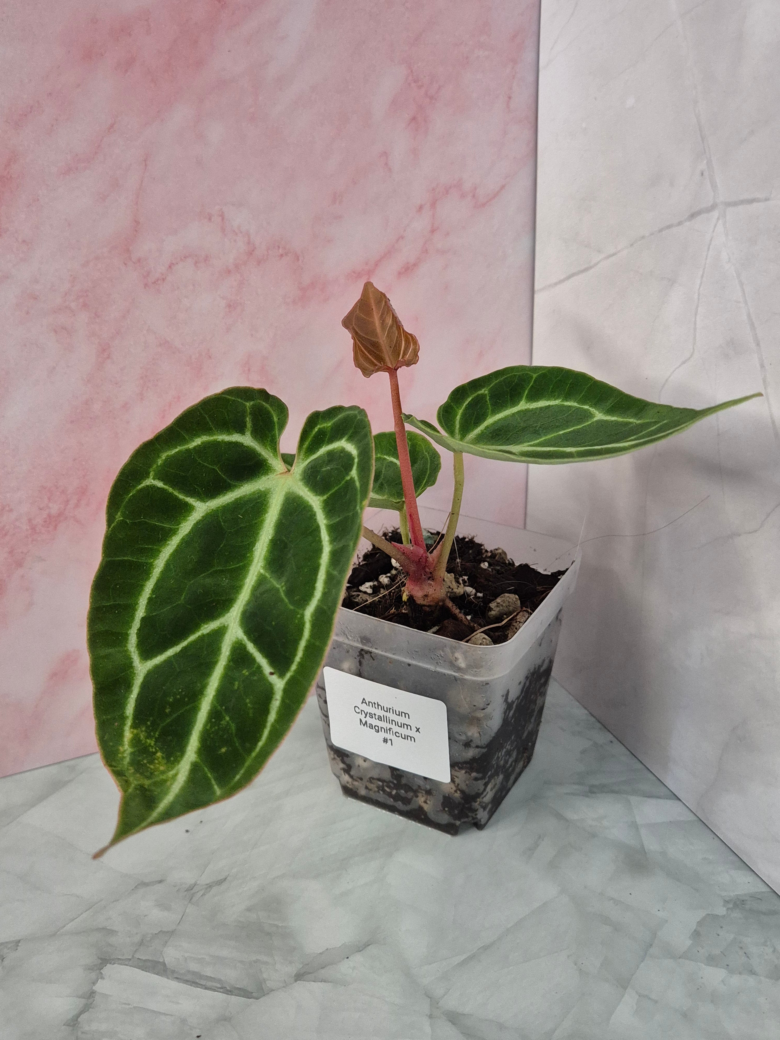 Anthurium Crystallinum x Magnificum #1