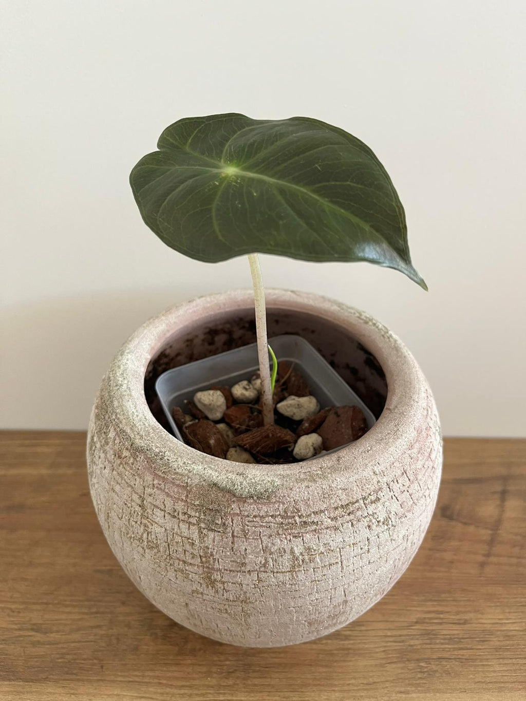 Alocasia Pink Dragon #10