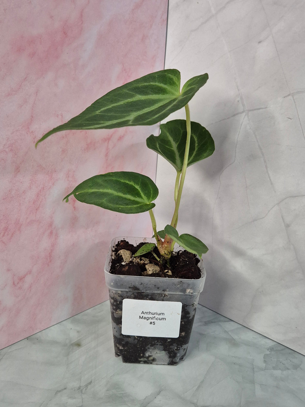 Anthurium Magnificum #5