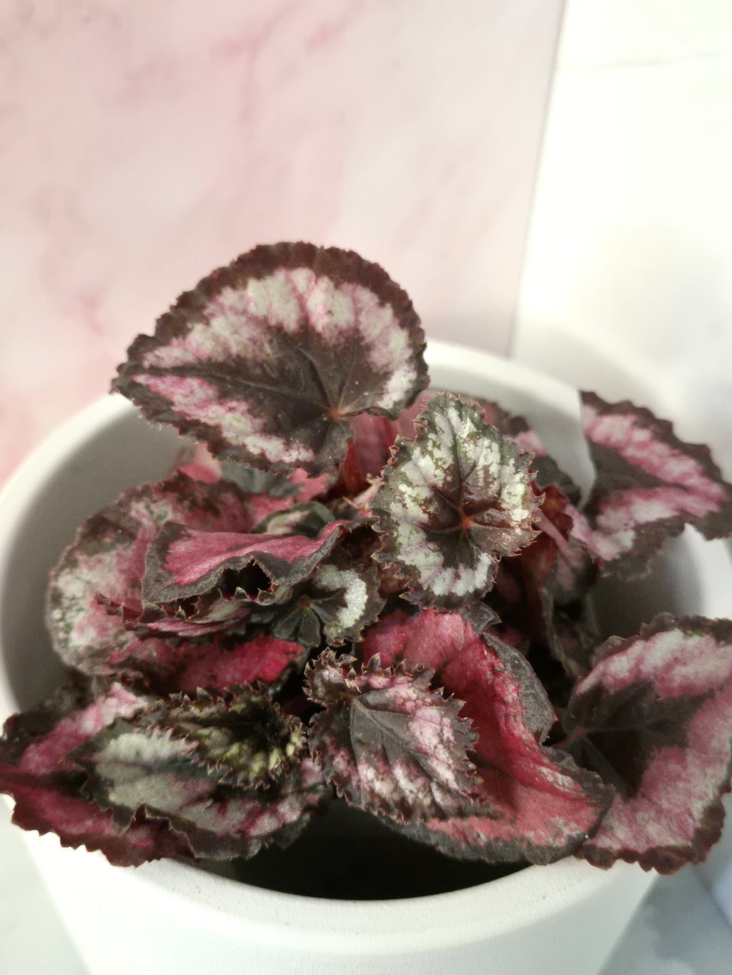 Begonia Red Heart #10