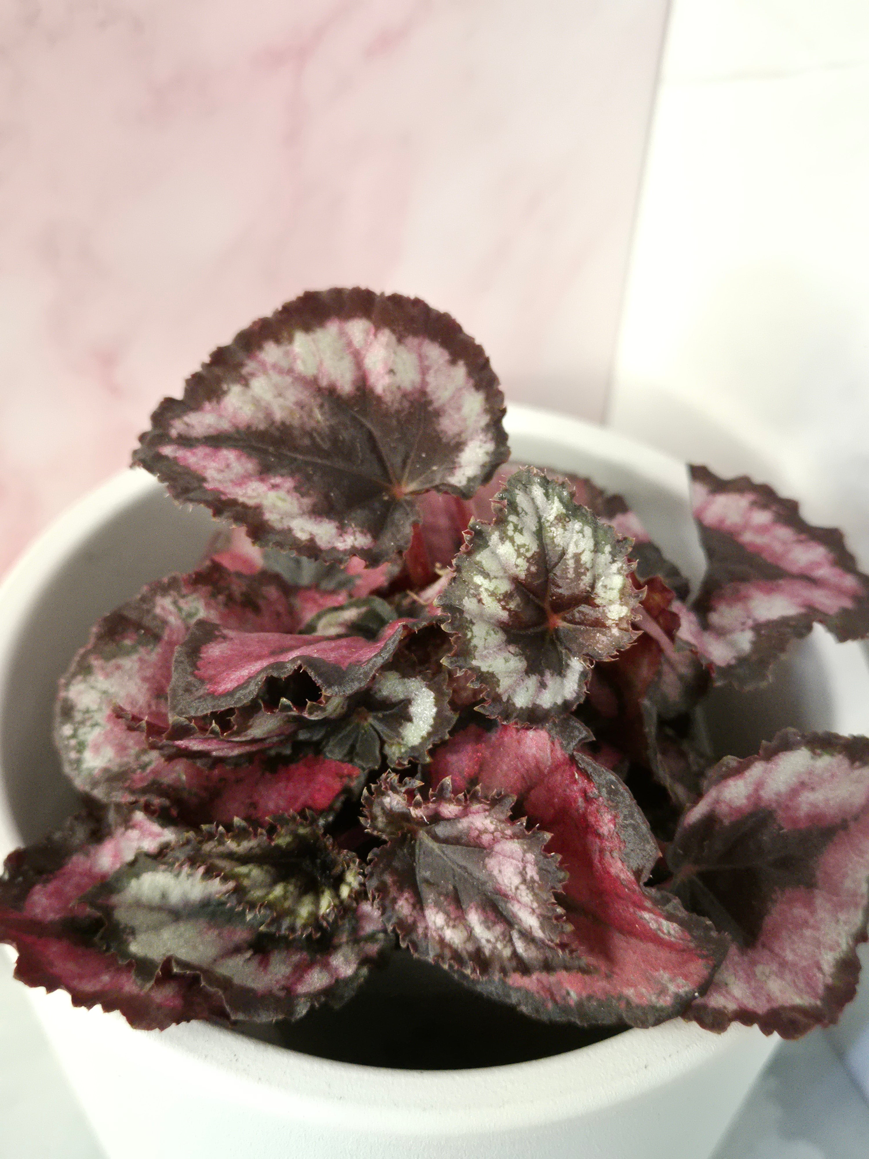 Begonia Red Heart #10