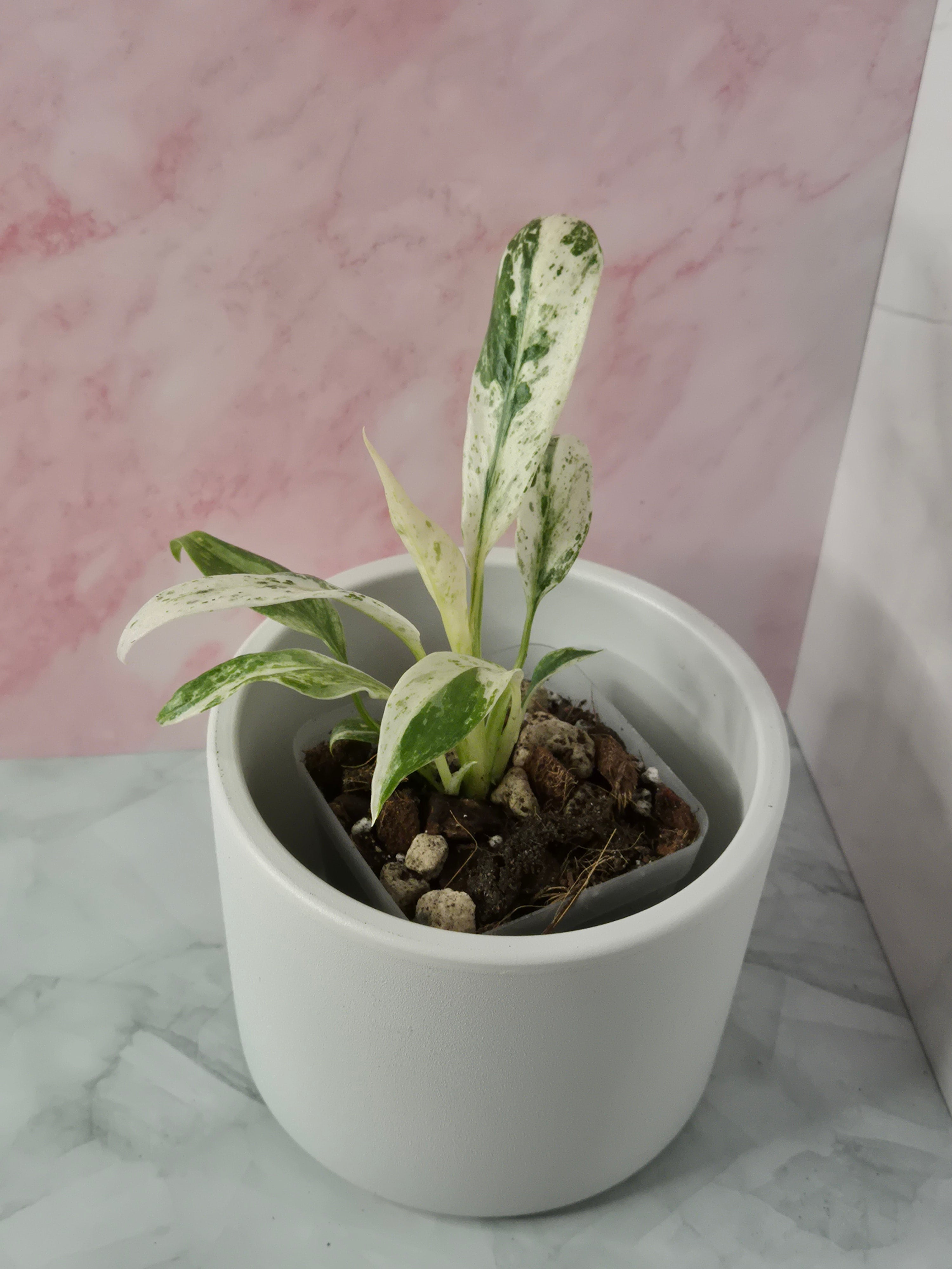 Rhaphidophora Puberula Variegata #13