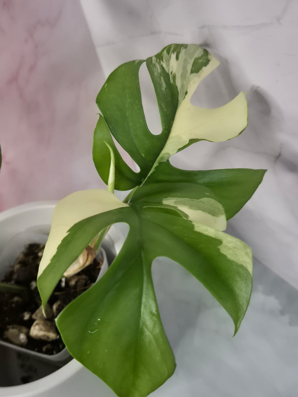 Monstera Minima Variegated #5 (Rhaphidophora Tetrasperma Variegated)