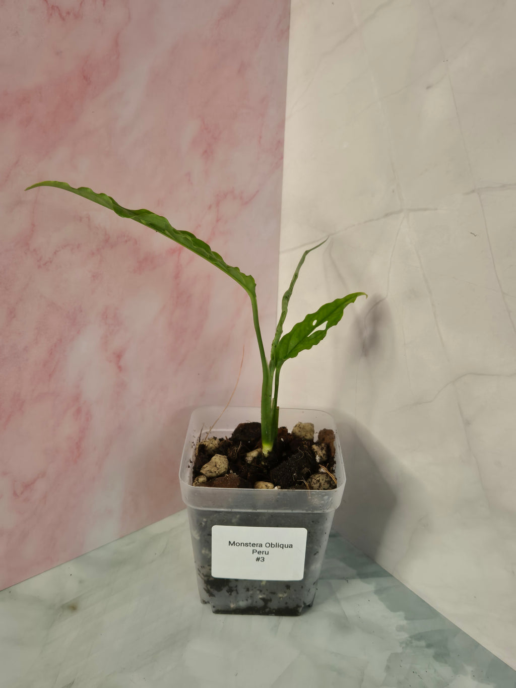 Monstera Obliqua Peru #3