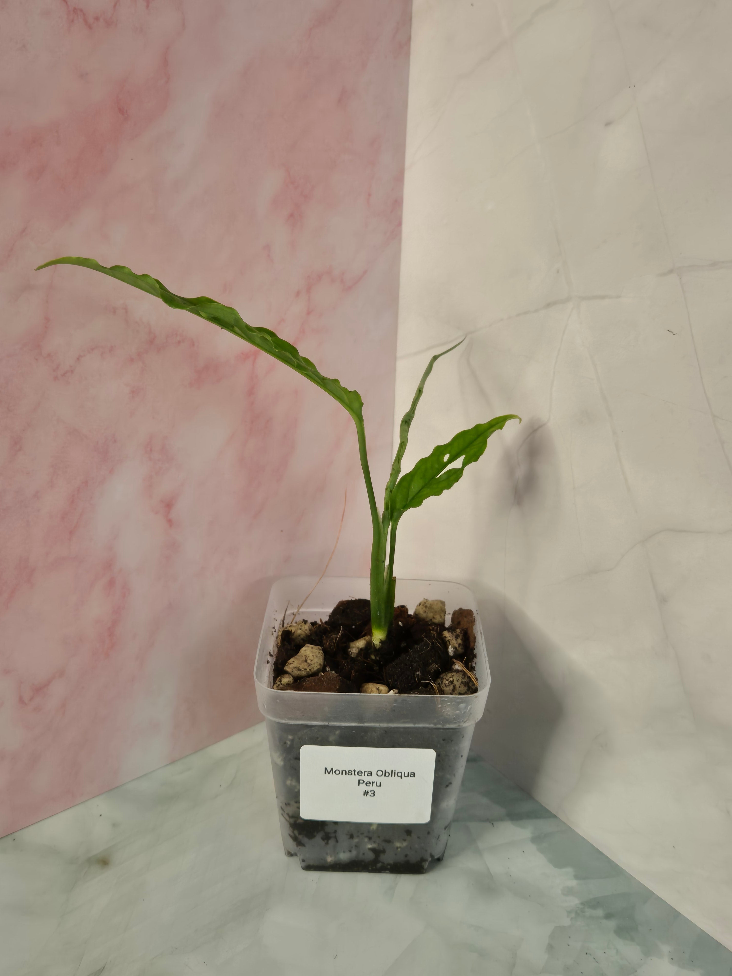 Monstera Obliqua Peru #3