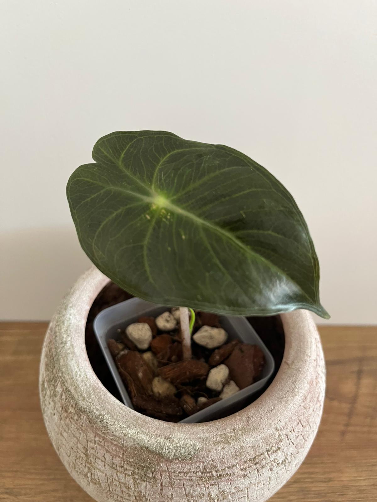 Alocasia Pink Dragon #10