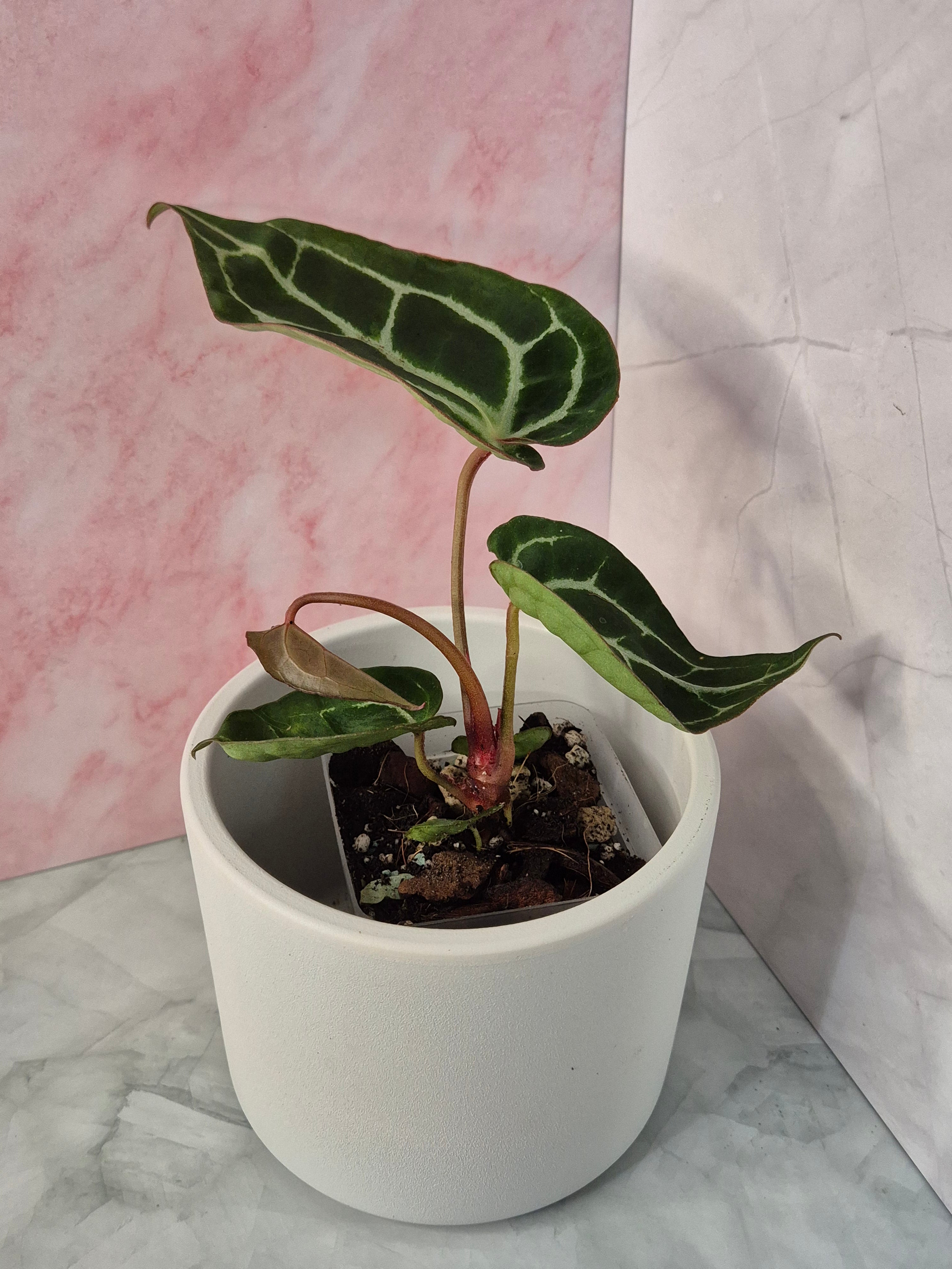 Anthurium Crystallinum x Magnificum #5