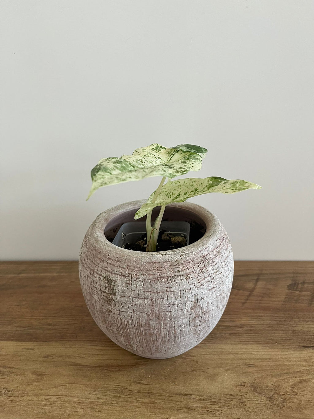Alocasia Macrorrhiza splash #4