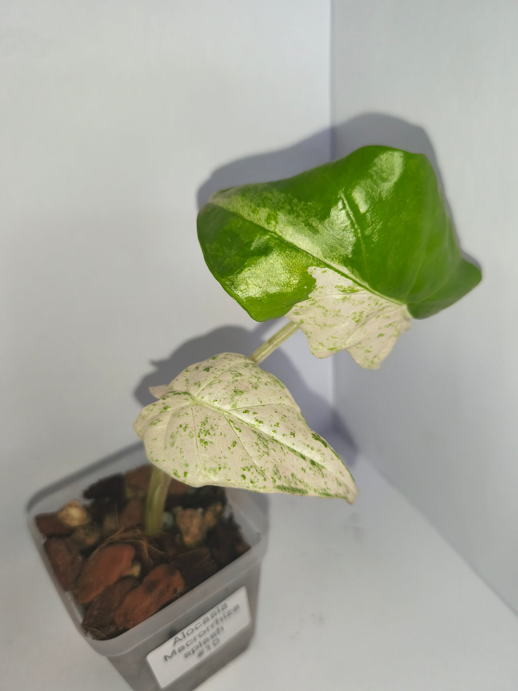 Alocasia Macrorrhiza splash #10