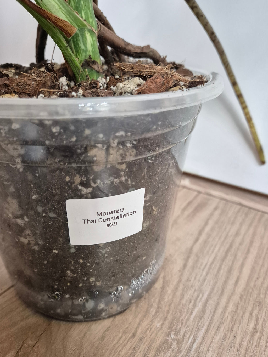 Monstera Thai Constellation #29