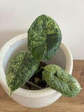 Alocasia Dragon Scale mint #1