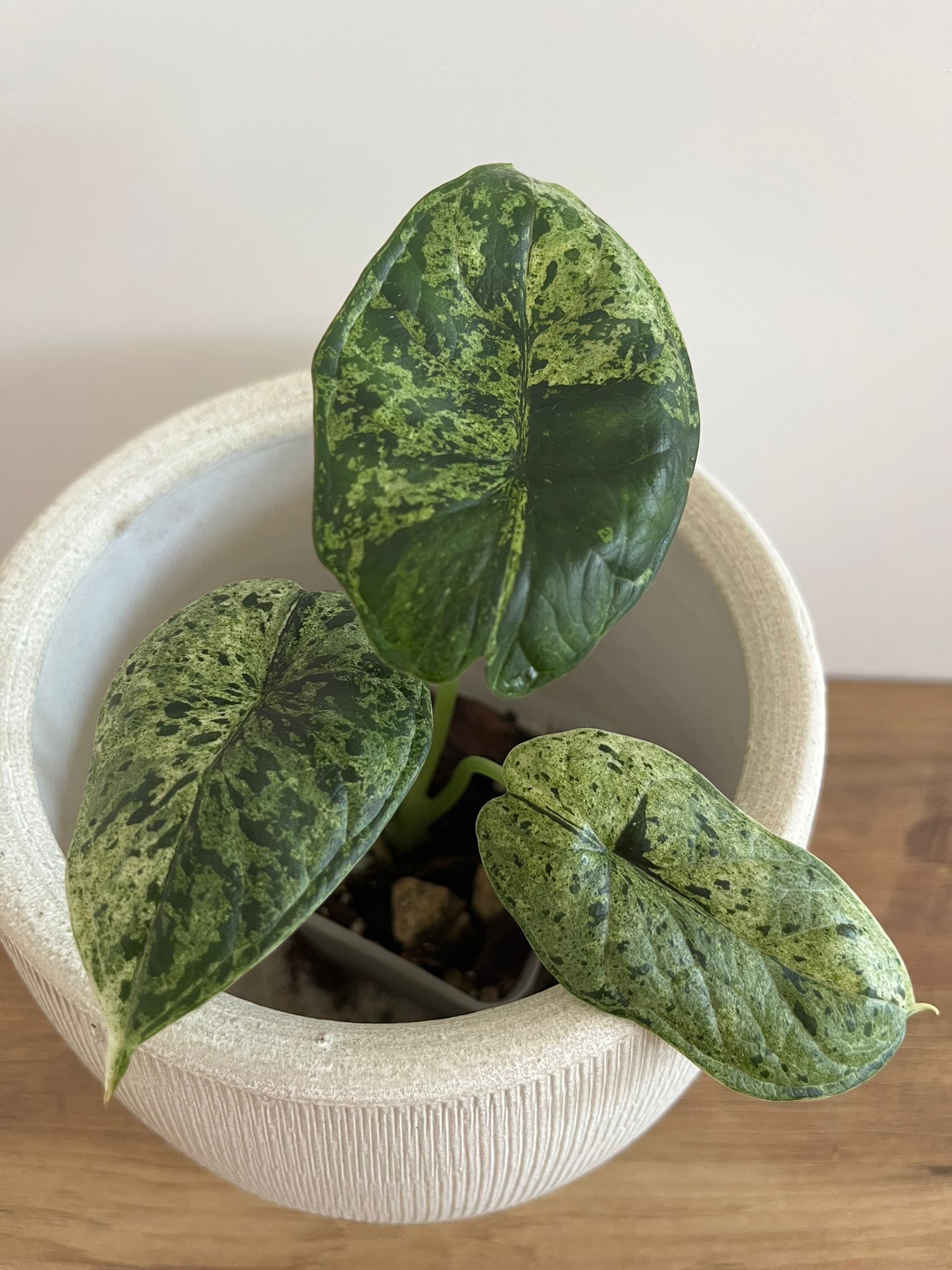 Alocasia Dragon Scale mint #1