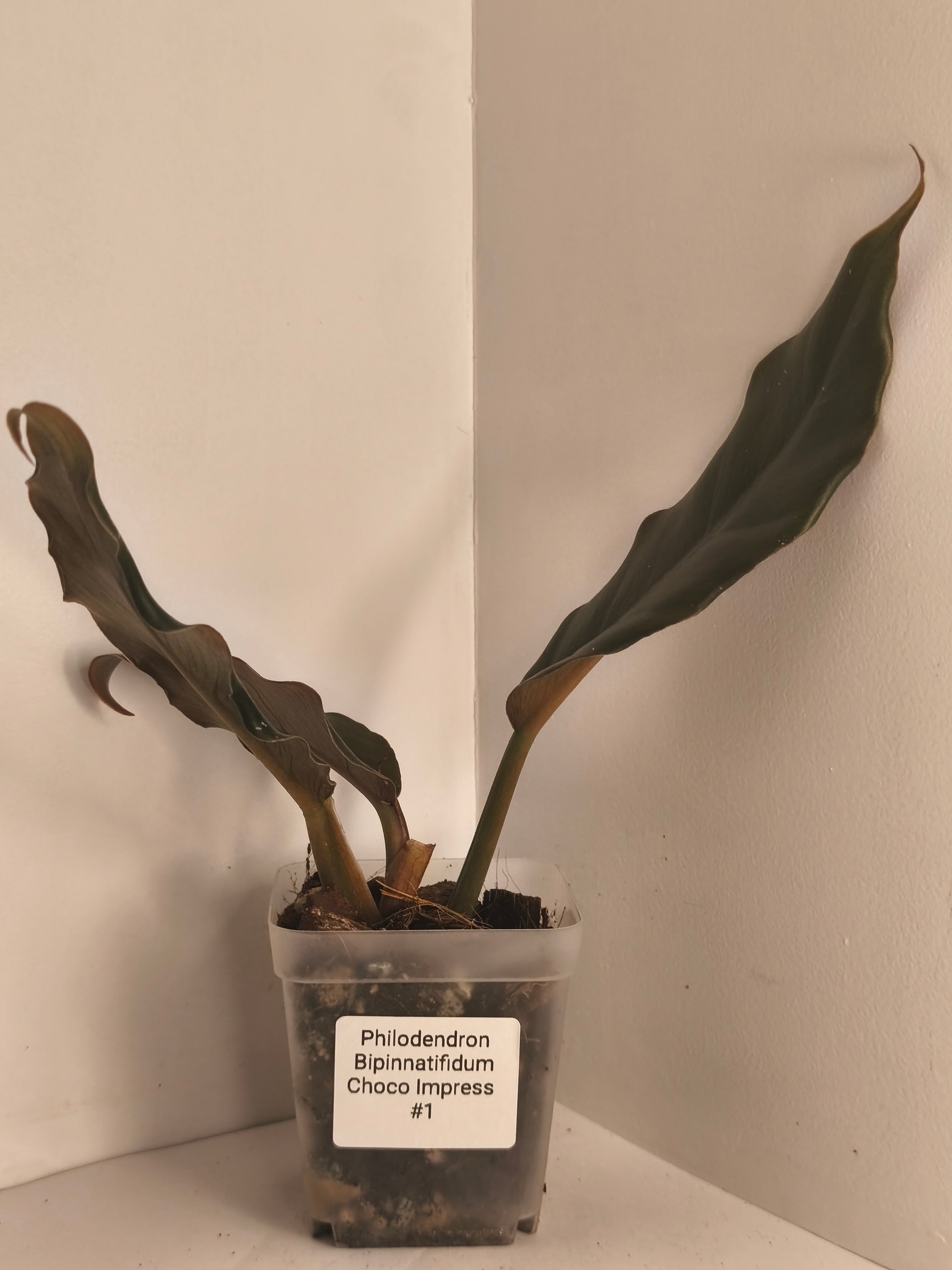 Philodendron Bipinnatifidum Choco Empress #1