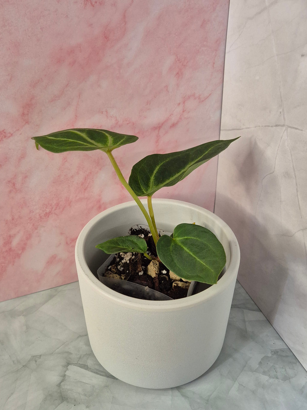 Anthurium Magnificum #1