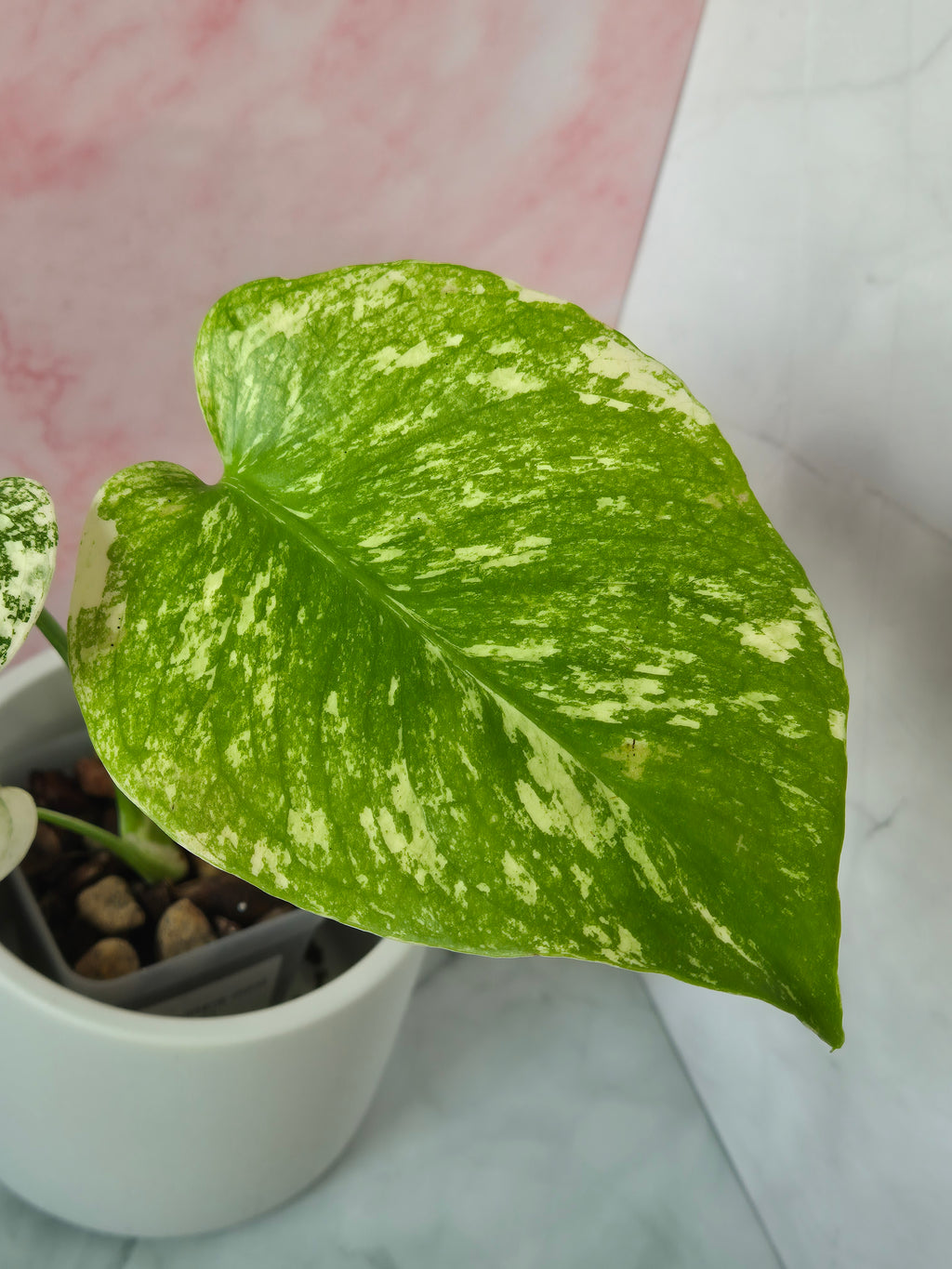 Monstera mint #1