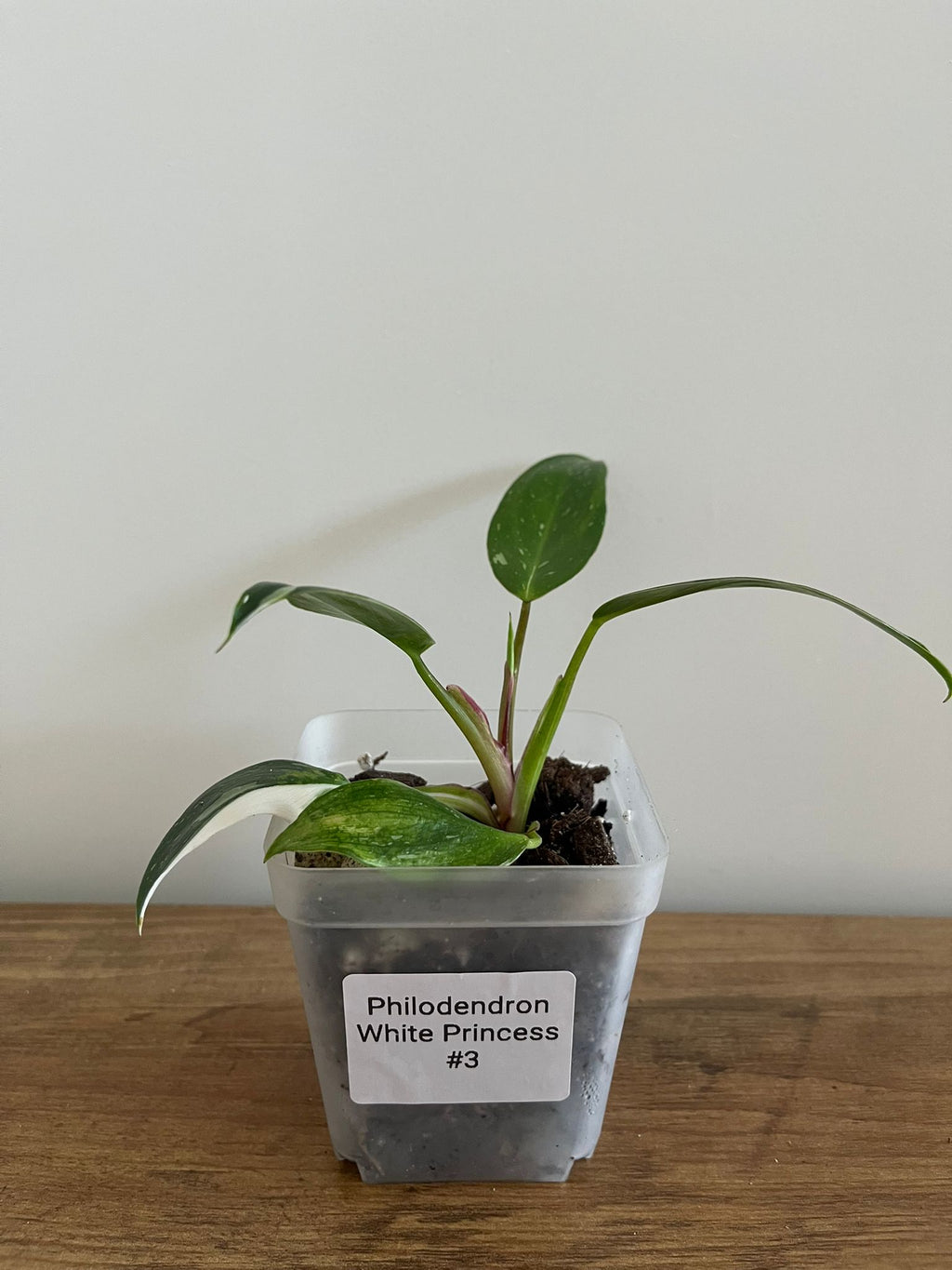 Philodendron White Princess #3