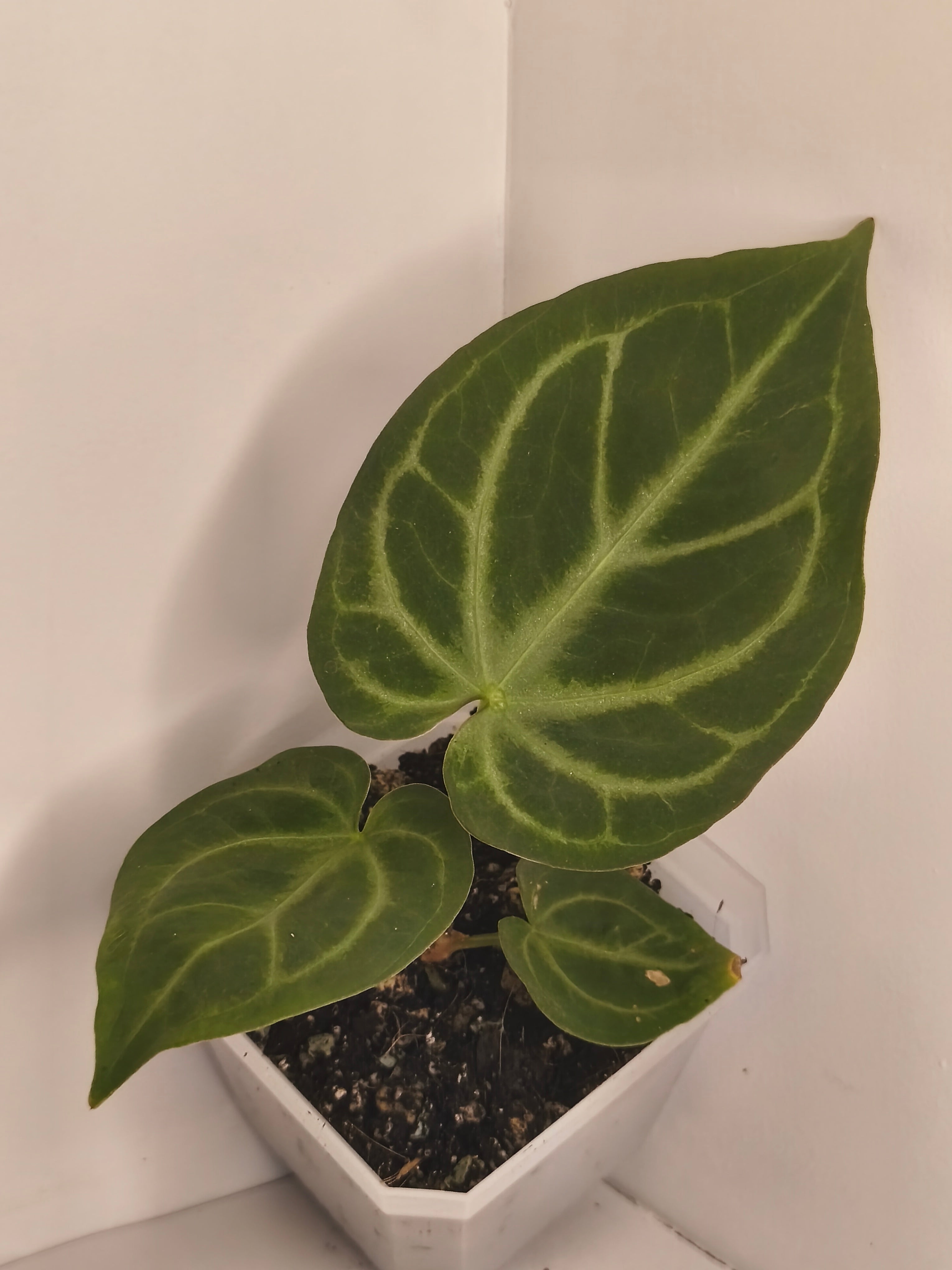 Anthurium Crystallinum #3