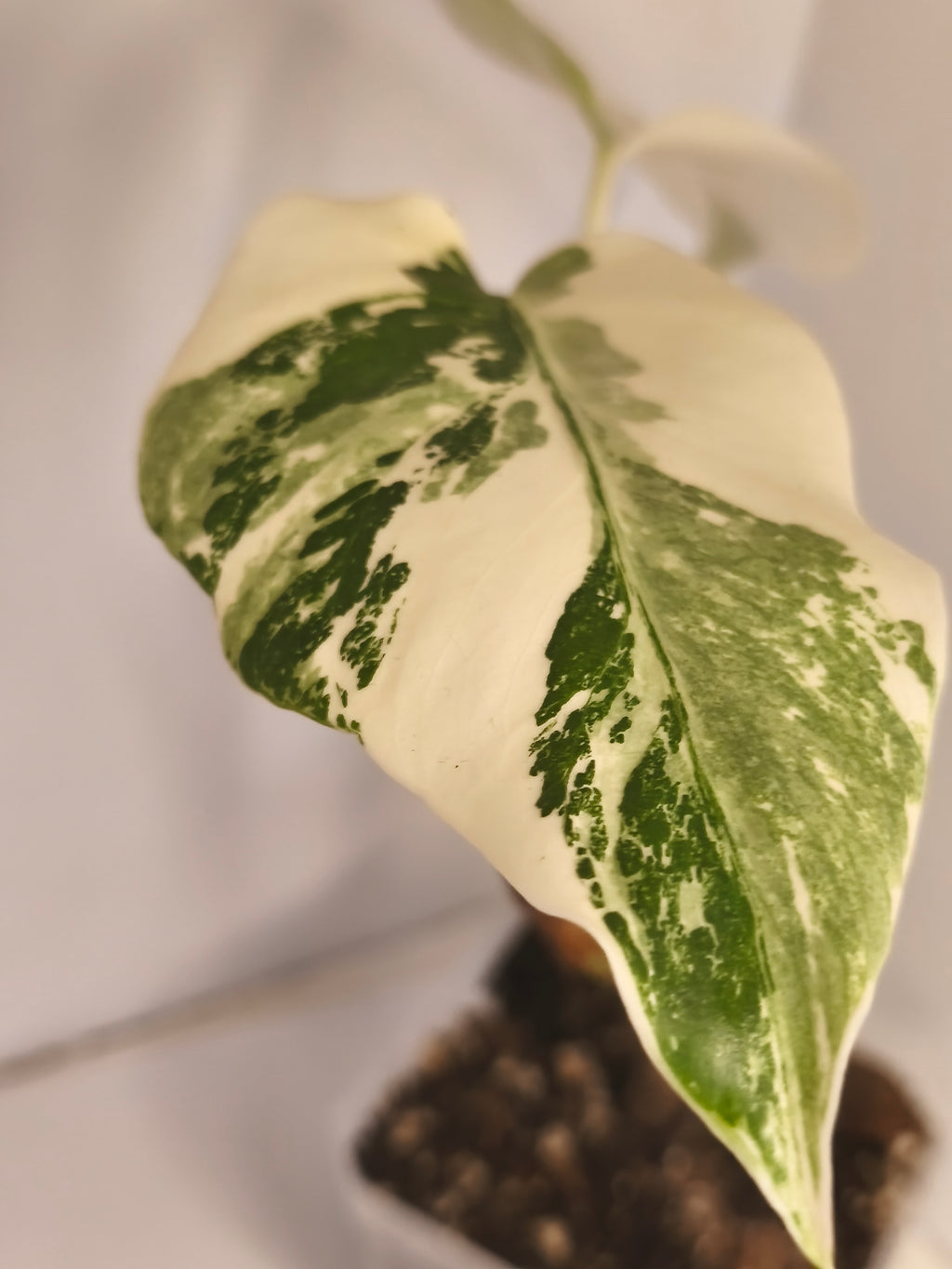 Monstera Albo Variegated #2