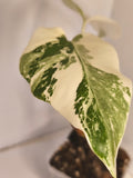 Monstera Albo Variegated #2
