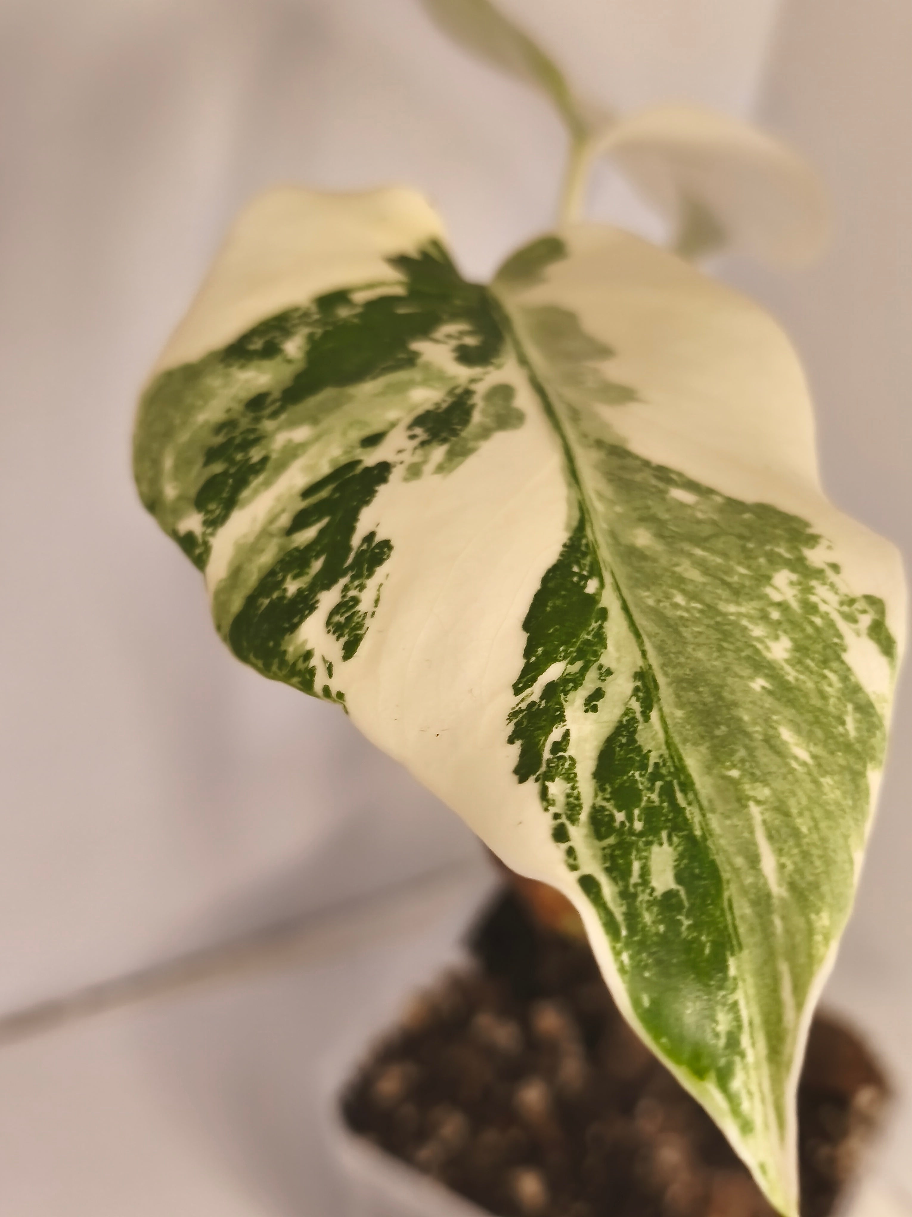 Monstera Albo Variegated #2