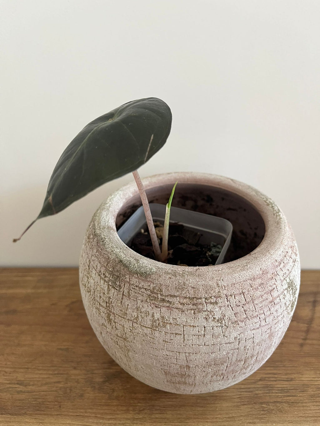 Alocasia Pink Dragon #1