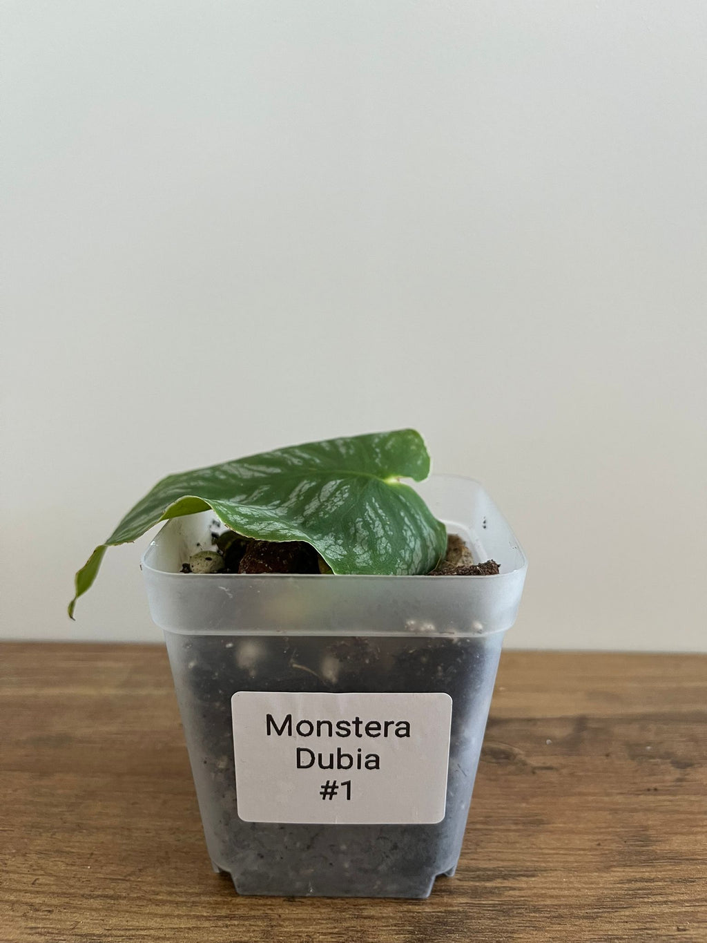 Monstera Dubia #1