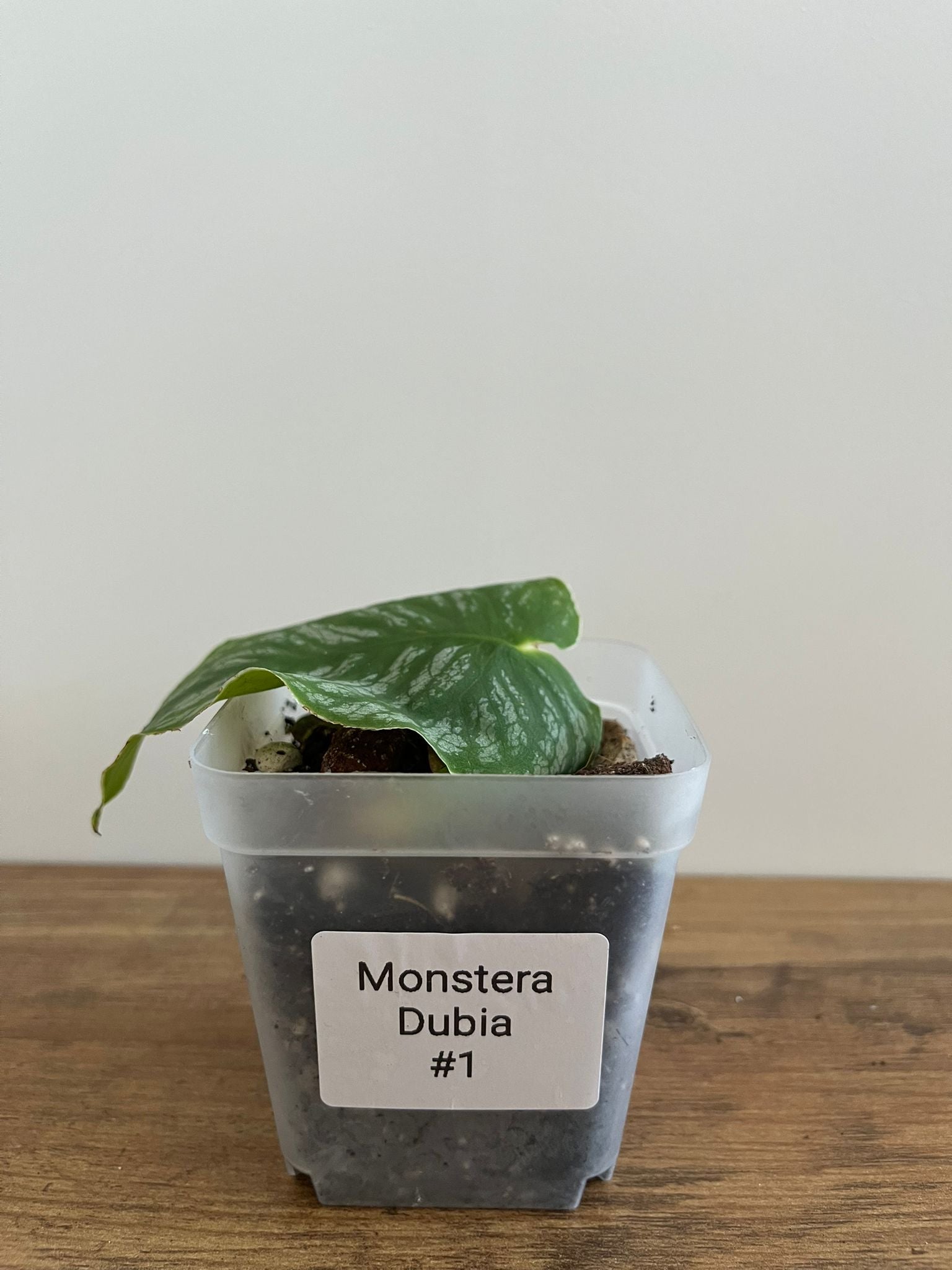 Monstera Dubia #1