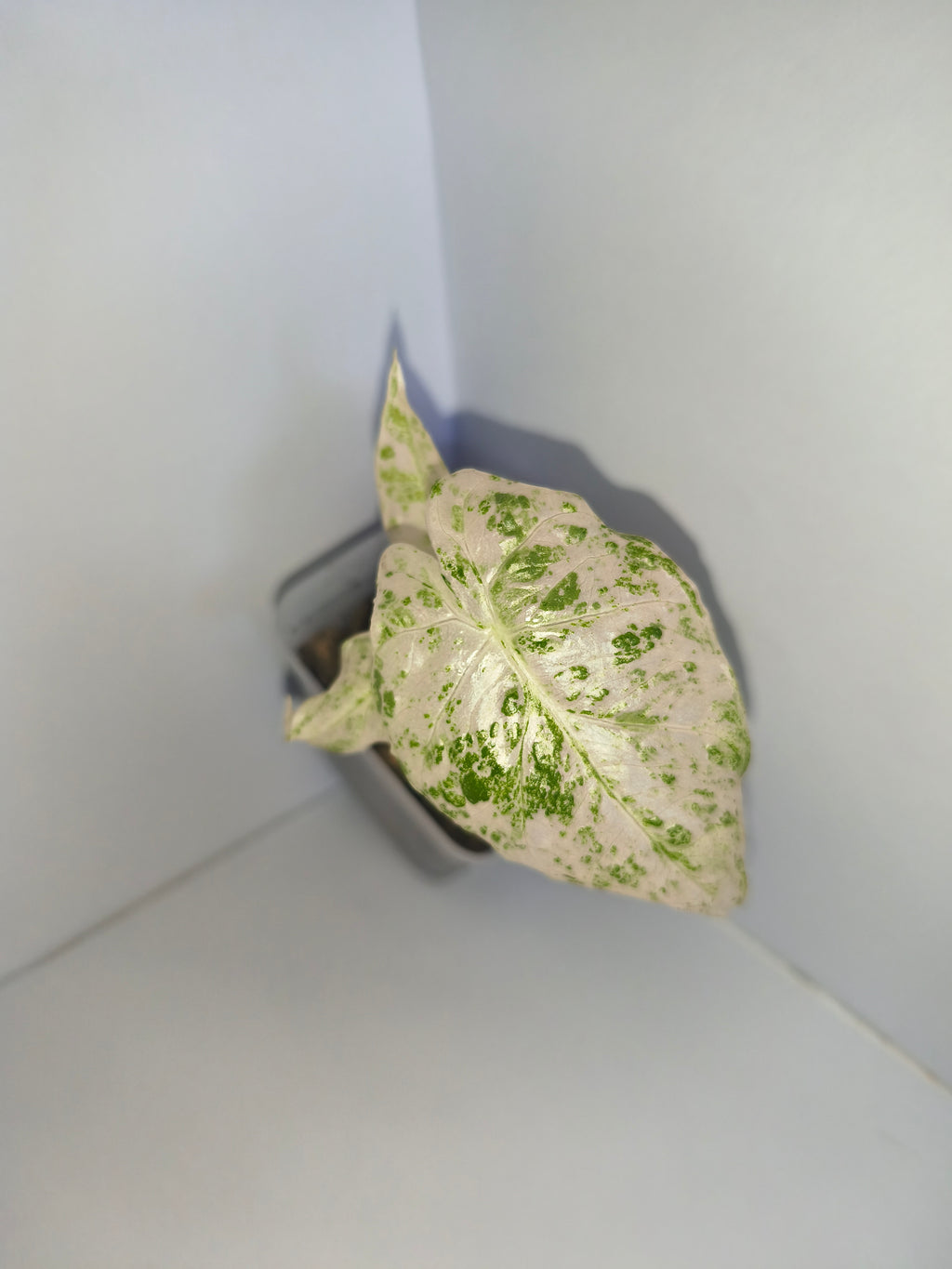 Alocasia Macrorrhiza splash #3