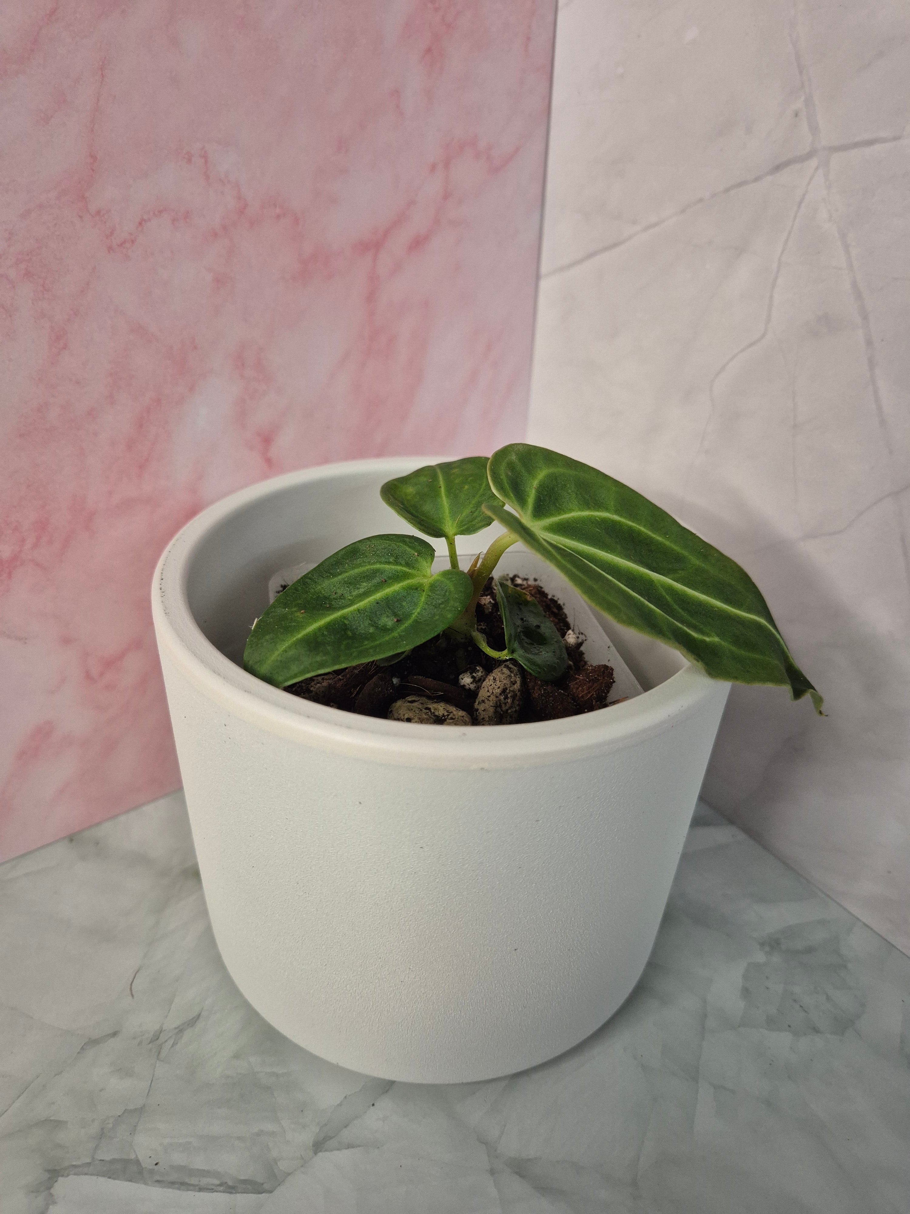 Anthurium Regale #7