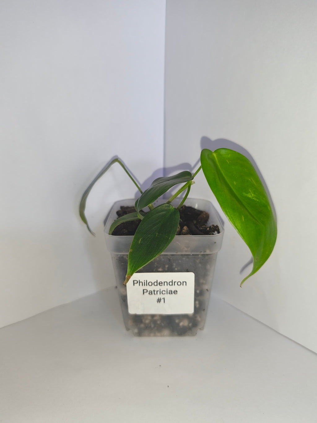 Philodendron Patriciae #1