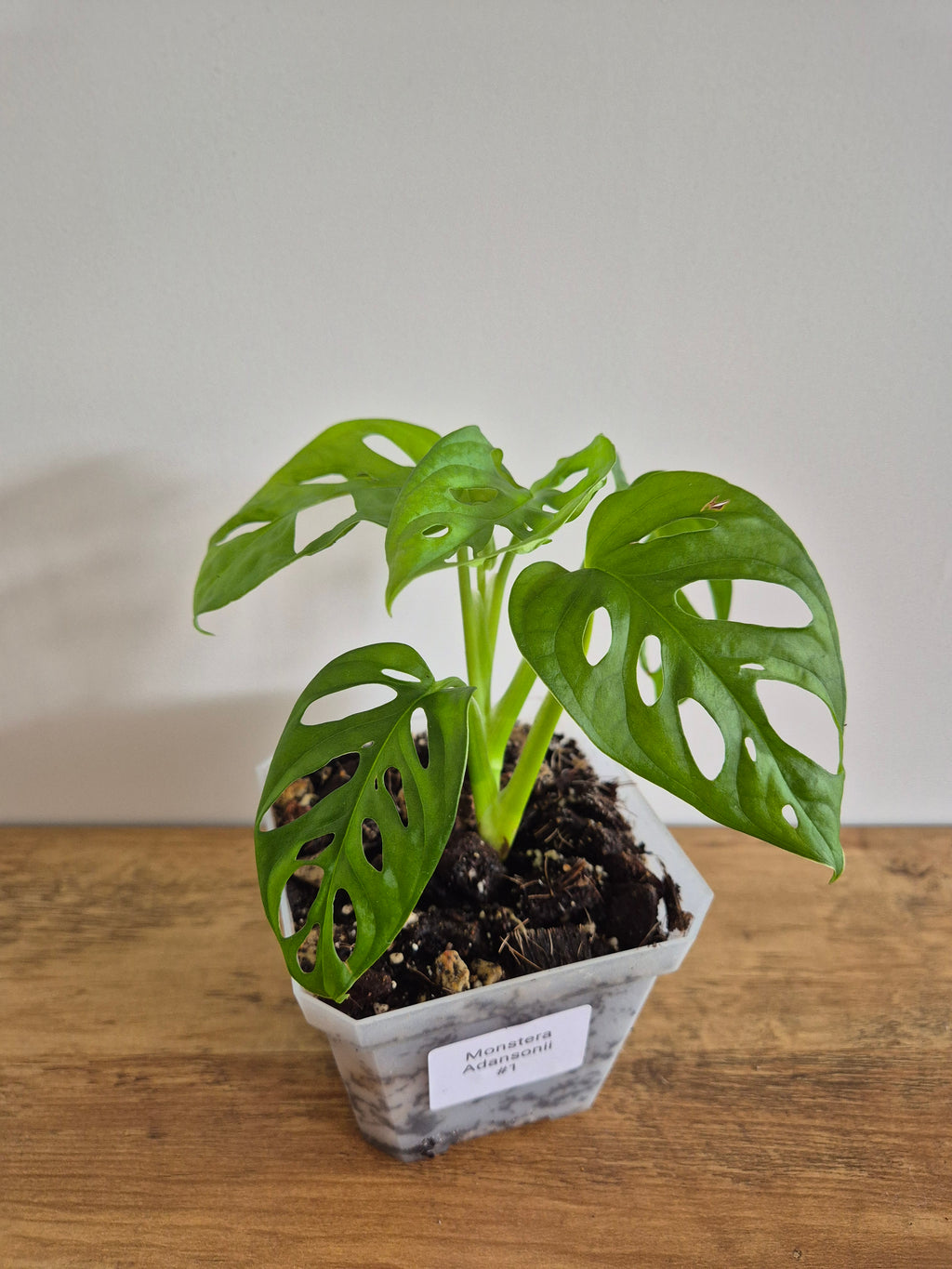 Monstera Adansonii #1