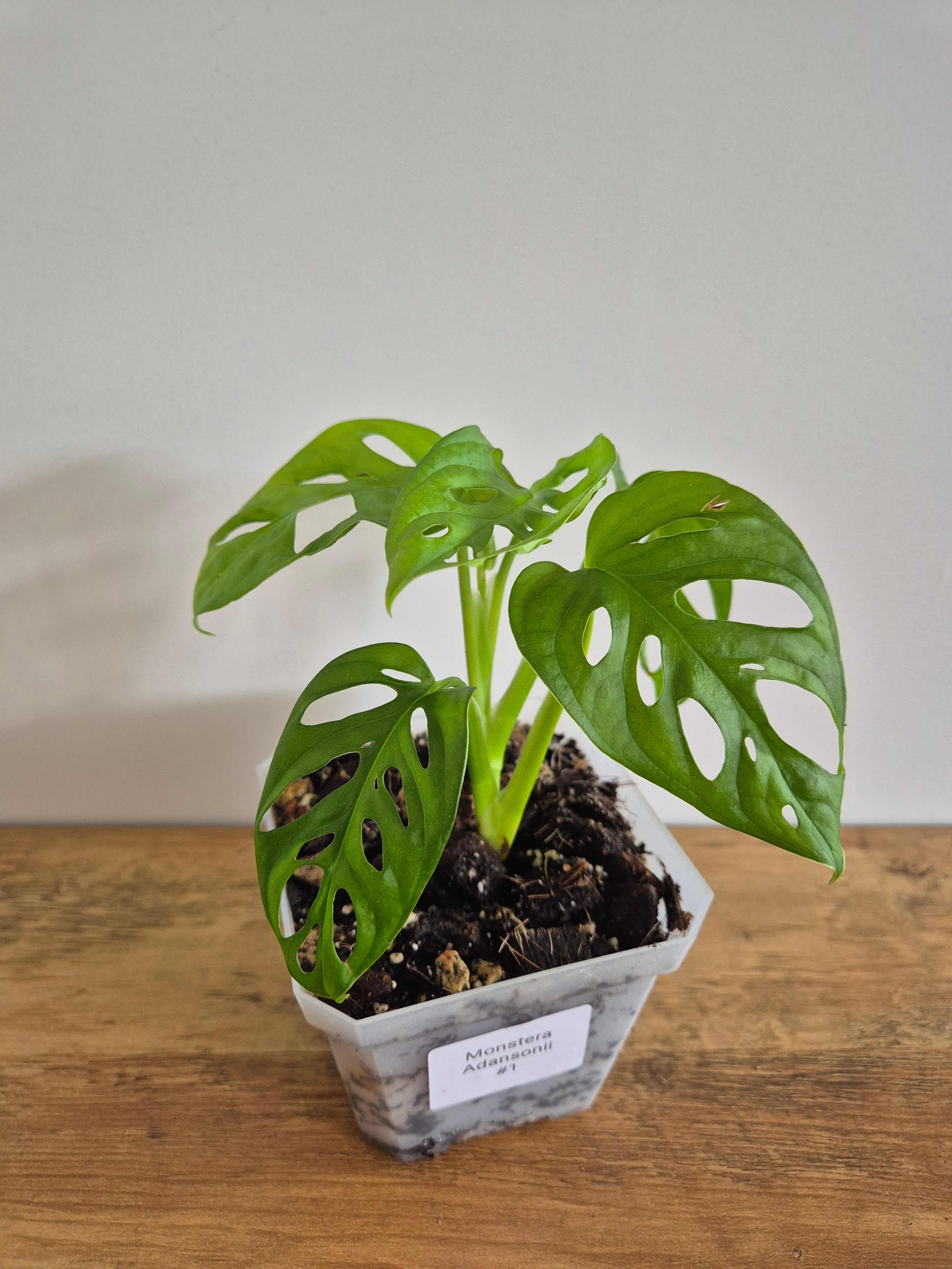 Monstera Adansonii #1