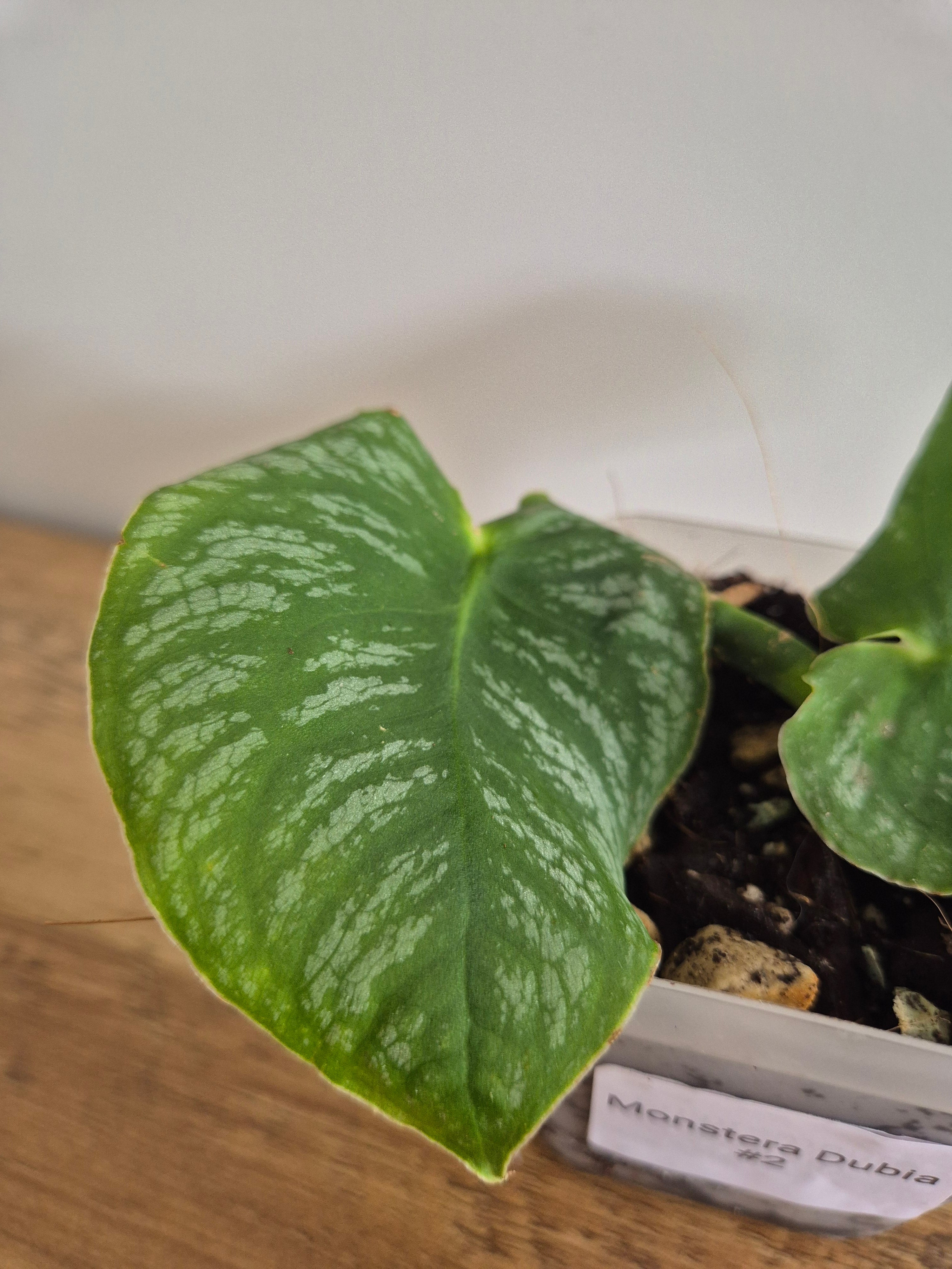 Monstera Dubia #2