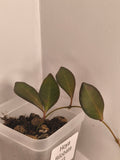 Hoya Bilobata #3