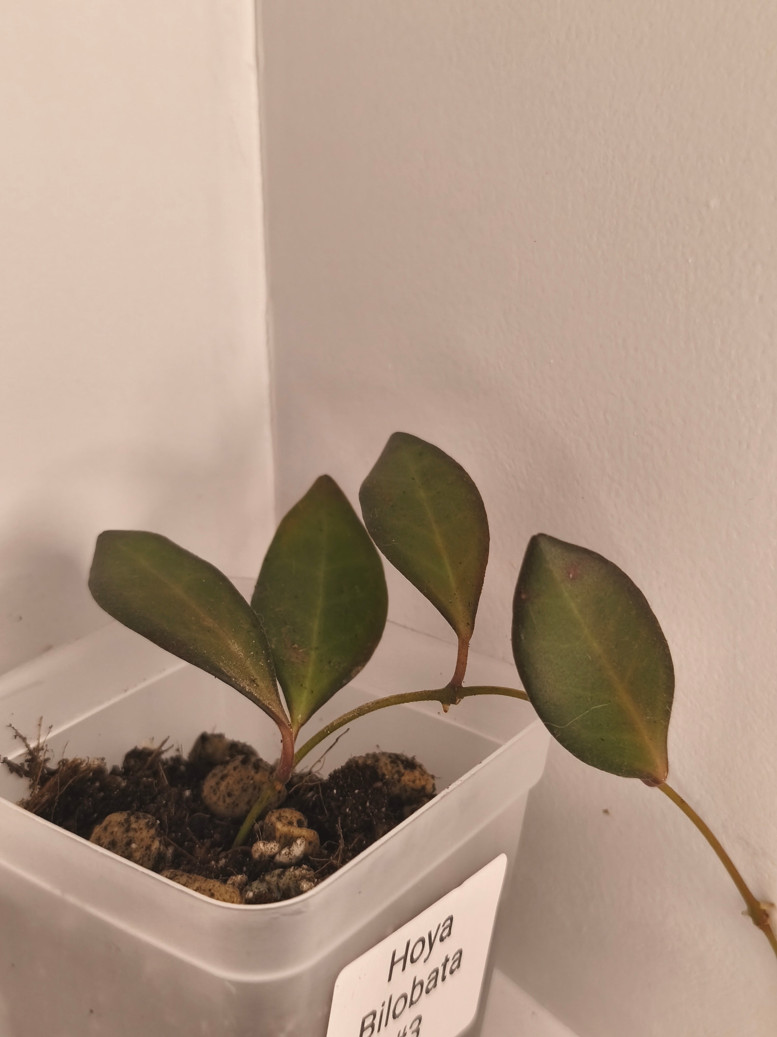 Hoya Bilobata #3