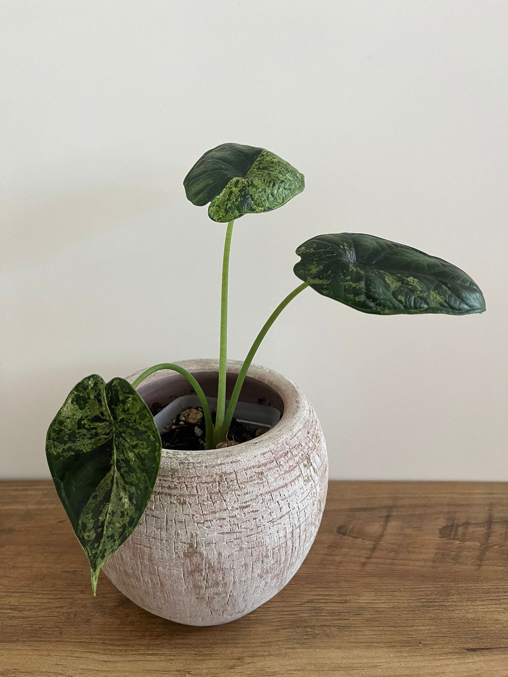 Alocasia Dragon Scale mint #3