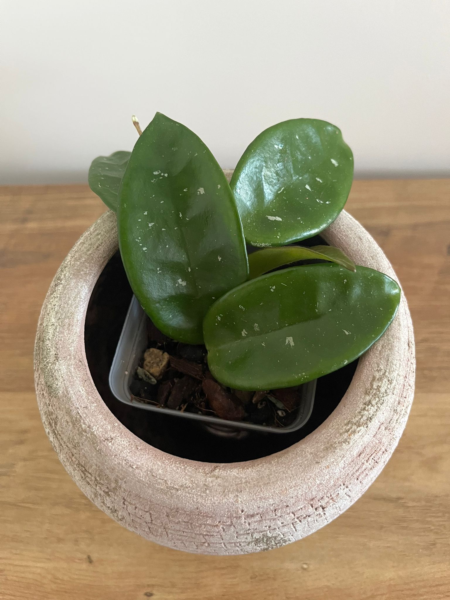 Hoya Carnosa #1