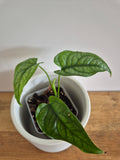 Monstera Siltepecana #3